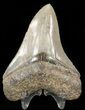Beautiful, Serrated, Megalodon Tooth - South Carolina #48190-2